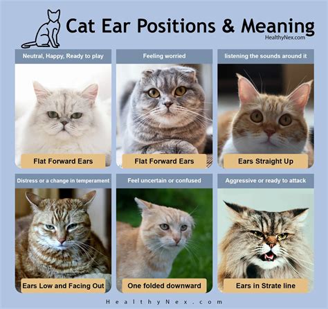 Cat Ear Positions Chart