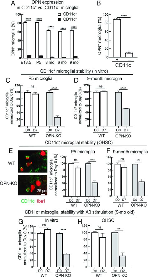 Stability of CD11c expression by microglia is regulated by OPN. (A)... | Download Scientific Diagram