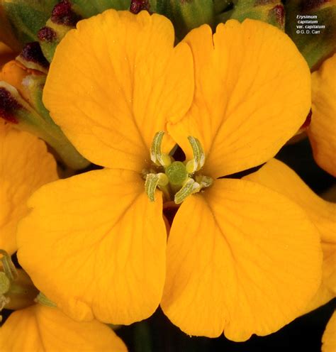 Genus: Erysimum (wallflower): Go Botany