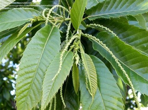 PlantFiles Pictures: Chinese Chestnut (Castanea mollissima) by RosinaBloom