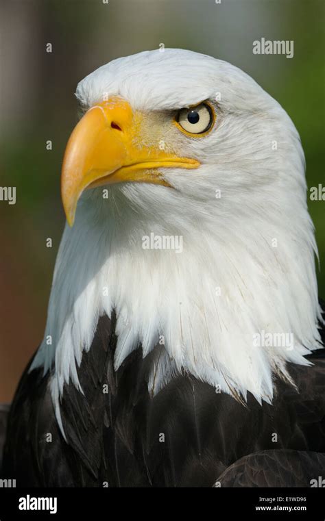 Bald eagle, Portrait Stock Photo - Alamy