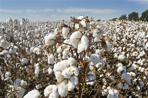 The History Of Sea Island Cotton - Beaufort.com