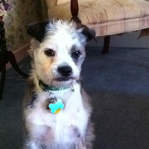 Petey my Boston terrier Maltese mix}. So cute! Looks kinda like mine ...