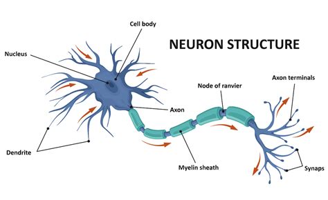 Diffuse Axonal Injury (DAI) - Charlie Waters Law