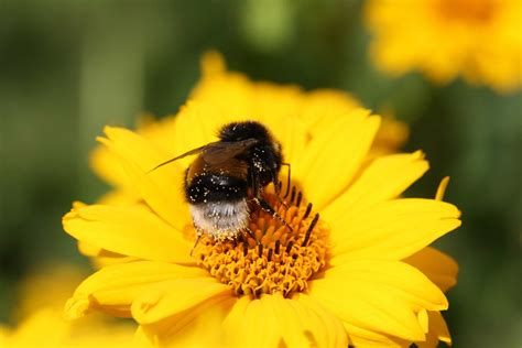 Free picture: bee, nature, insect, pollen, macro, flower, summer, pollination