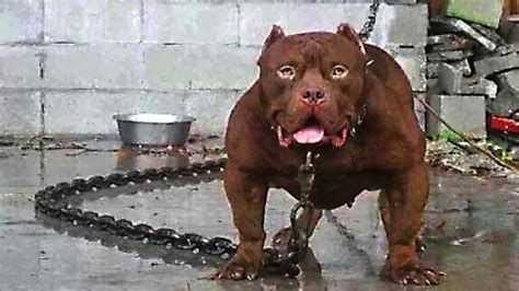 10 MOST DANGEROUS DOGS BREEDS IN THE WORLD | Doovi