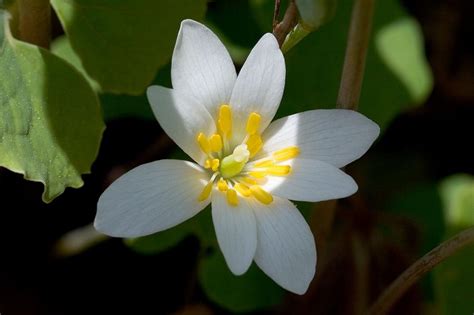 Images Of Florida State Flower | Top Collection of different types of ...