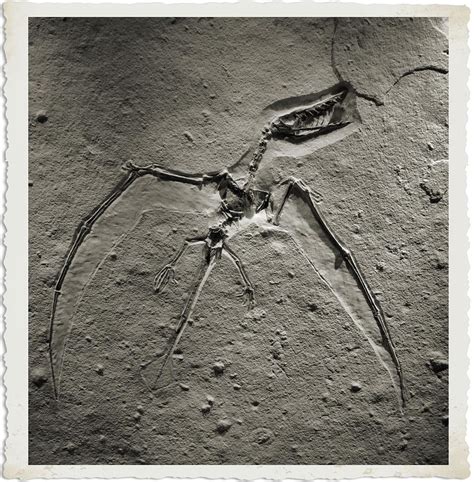 Pterodactyl Fossil Photograph by Dan Sproul