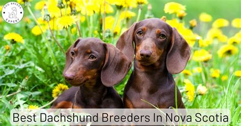 Best Dachshund Breeders in Nova Scotia | Top 2 Picks