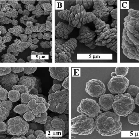 FESEM images of precursor vaterite aged for 5 h at 37 C at different... | Download Scientific ...