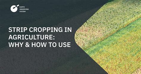 Strip Cropping Agriculture: Purpose And Implementation