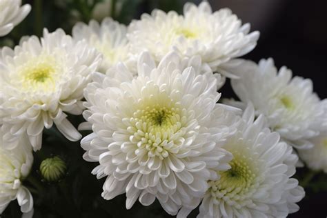 White Chrysanthemum Flower Meaning, Symbolism & Spiritual Significance ...