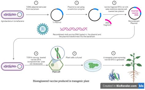 Vaccines | Free Full-Text | Recent Progress on Vaccines Produced in ...