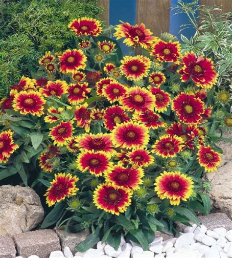 Arizona Sun Blanket Flower | John Scheepers Kitchen Garden Seeds