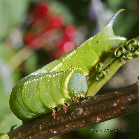 Hummingbird Clearwing Moth Caterpillar - Hemaris thysbe | Flickr