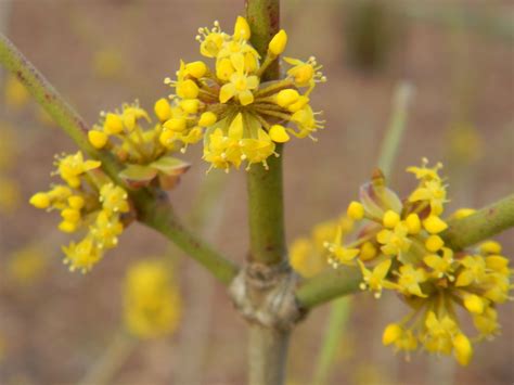 Cornus mas (Cornelia-Cherry, Cornelia-Cherry Dogwood, Cornelian Cherry, Cornelian Cherry Dogwood ...