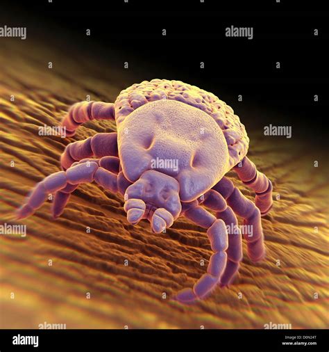 A close up view of a tick (Ixodes), an ectoparasite that lives on the Stock Photo: 52093800 - Alamy