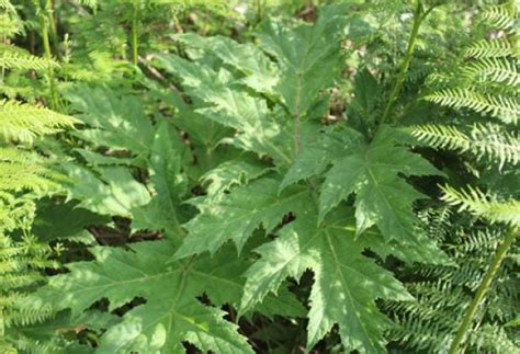 Giant Hogweed Identification - PBA Solutions