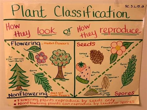 Plant Classification Chart Classifying Plants Biology Plants Plant - Riset