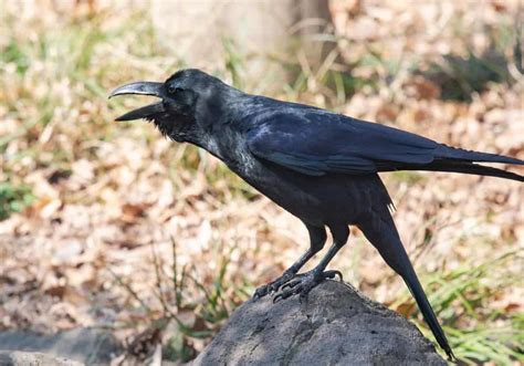 Why Do Crows Caw? (Scientific & Spiritual Meanings)