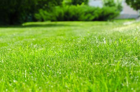 5 Simple Tips to Get a Green Lawn » Trending Us