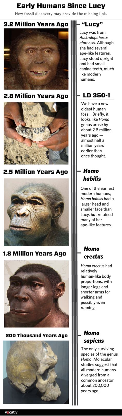 Two new fossils just rewrote the timeline of human evolution — here's what it looks like now ...