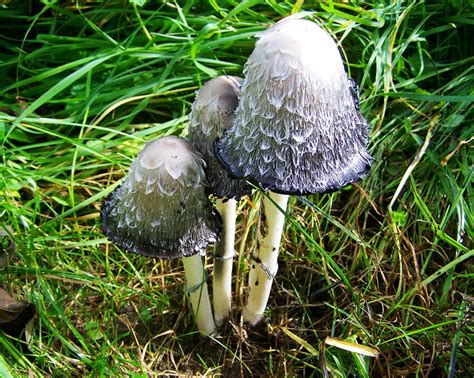 Free photo: Coprinus Comatus, White-Gray Fungus - Free Image on Pixabay - 963657
