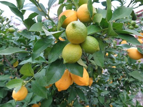 Bitter Lemon Tree Stock Images - Download 287 Royalty Free Photos