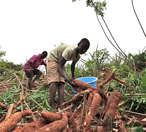 Cassava Harvest - Trinity Yard School