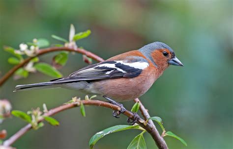 Chaffinch | Chaffinch, Wildlife photos, Bird garden