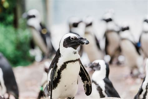 Penguin Genetics & Breeding in Conservation Care | Seneca Park Zoo