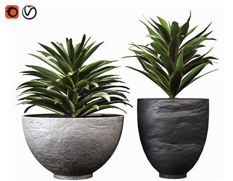 3D model Song Of India Indoor Plant Set 03 VR / AR / low-poly | CGTrader