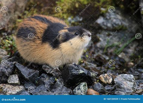 Norwegian Lemming, Jotunheimen, Norway Stock Image - Image of fauna ...