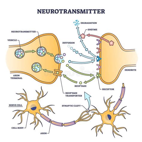 Neurotransmitter Process Detailed Anatomical Explanation Outline Diagram Stock Vector ...