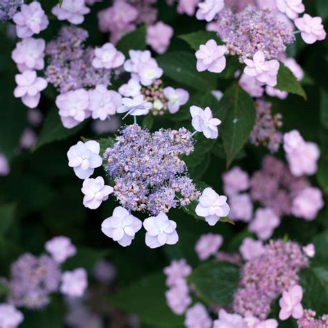 Tiny Tuff Stuff™ - Mountain Hydrangea - Hydrangea serrata | Proven Winners