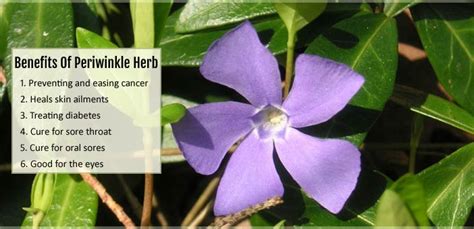 Health Benefits Of Periwinkle Herb