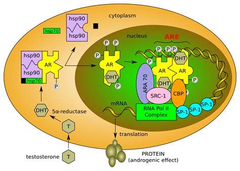 Understanding the Androgen Receptor – IronMag Bodybuilding & Fitness Blog