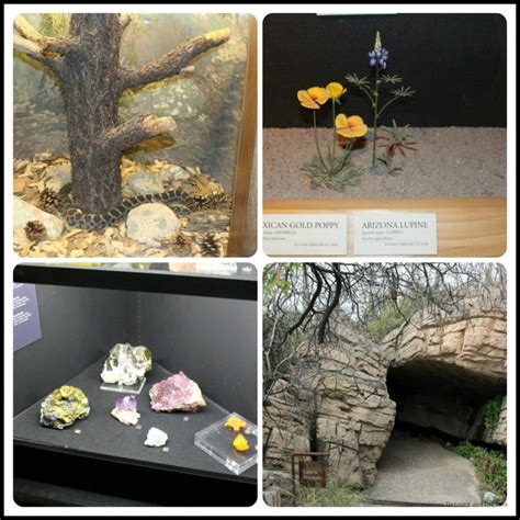 Arizona-Sonoran Desert Museum | Destinations Detours and Dreams