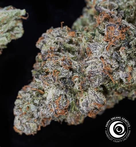 Jealousy (Happy Dreams Genetics) :: Cannabis Strain Info