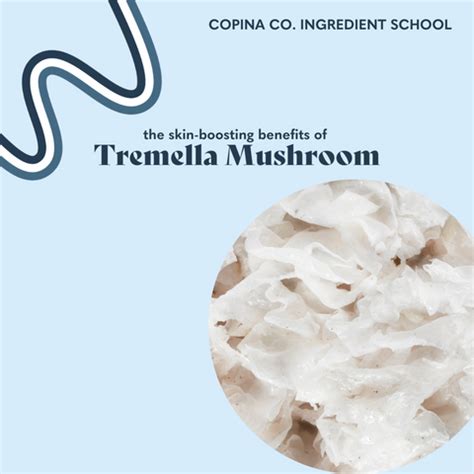 Tremella Fuciformis Skin Care Benefits