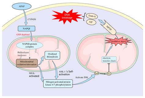 Molecules | Free Full-Text | Natural Products for Acetaminophen-Induced Acute Liver Injury: A Review