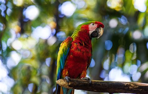 Scarlet Macaw Refuge and Breeding Center Experience, Sámara | kimkim