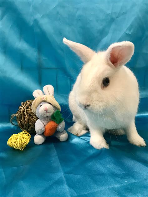 Adoptable bunnies at Rabbit Rescue Shelter