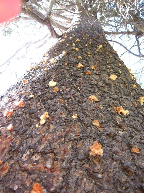 Bark Beetle Damage | Bark beetle, Insect species, Beetle