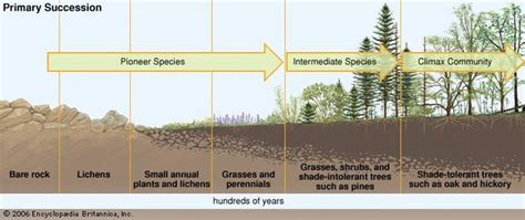 Primary succession | biology | Britannica.com