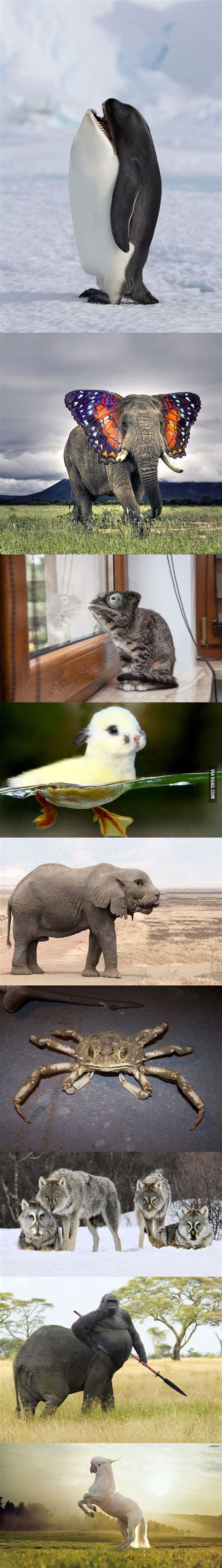 Majestic animal photoshopping - Animals | Animal pictures, Funny animal ...