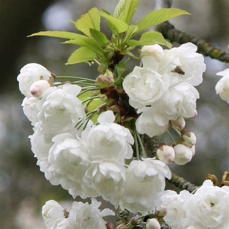 Buy wild cherry Prunus avium 'Plena': Delivery by Waitrose Garden in ...