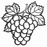 grapes Coloring Pages 54077097 Vector Art At Vecteezy sketch template