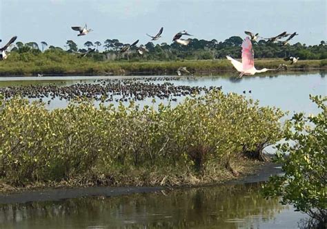 Merritt Island National Wildlife Refuge: Birds, beauty galore