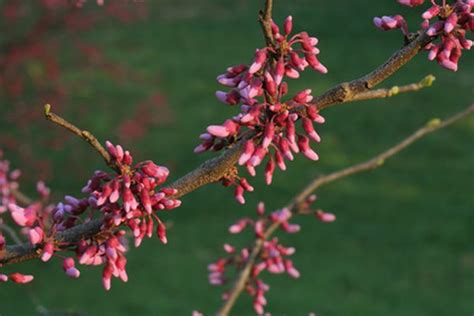 Redbud trees (Cercis canadensis) are susceptible to a variety of leaf diseases. Understanding ...